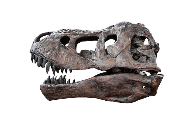 Tyrannosaurus Schädel isoliert auf weißem Hintergrund prähistorische Tierfossilien