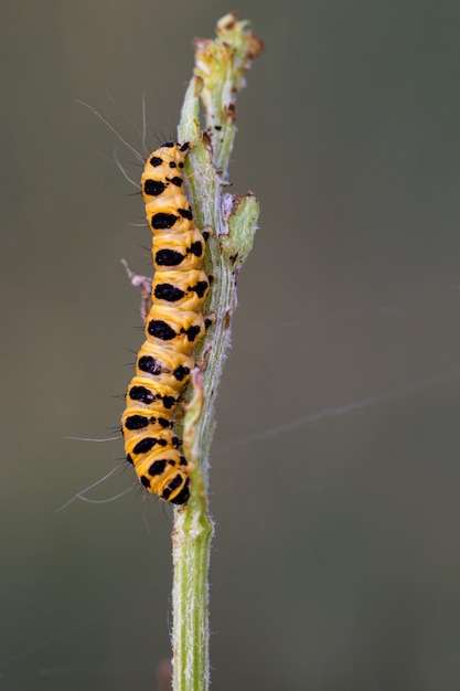 Foto tyria jacobaeae