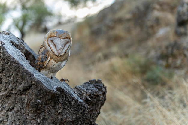 Tyto alba o lechuza común también llamada lechuza común o lechuza blanca