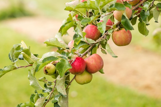 U-Pick-Apfelfarm an einem Tag im Herbst.