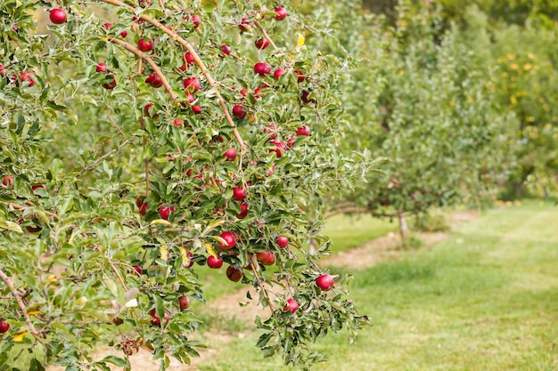 U-Pick-Apfelfarm an einem Tag im Herbst.