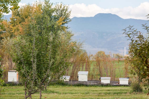 U-Pick-Apfelfarm an einem Tag im Herbst.