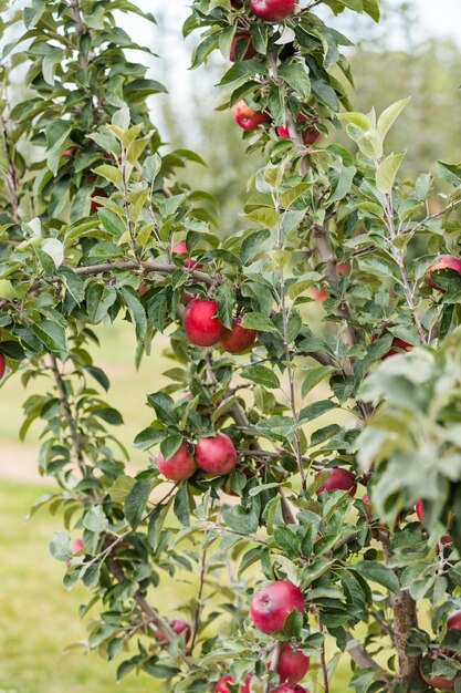 U-Pick-Apfelfarm an einem Tag im Herbst.