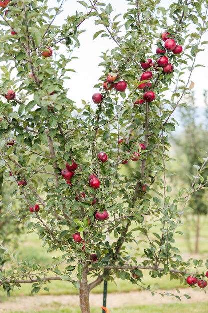 U-Pick-Apfelfarm an einem Tag im Herbst.