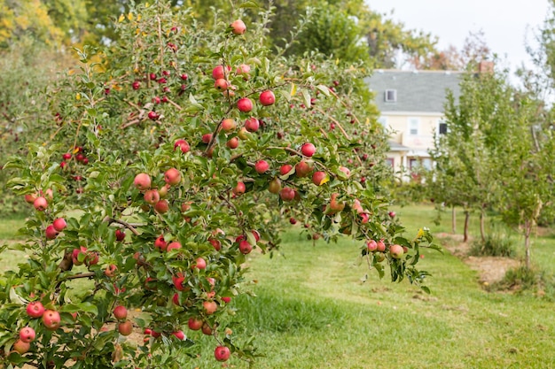 U-pick apple farm em um dia no outono.