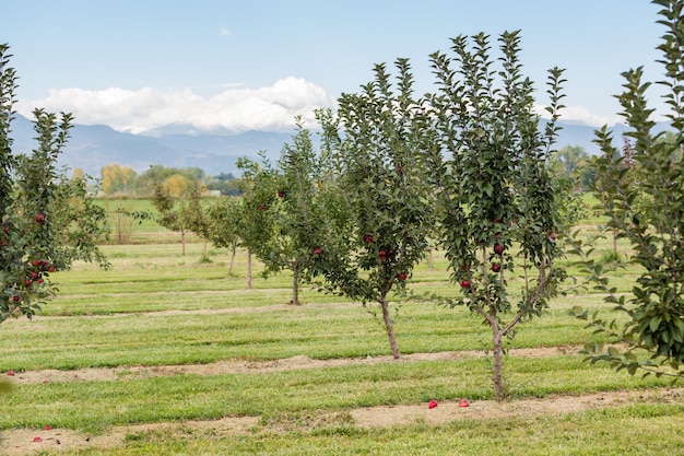 U-pick apple farm em um dia no outono.