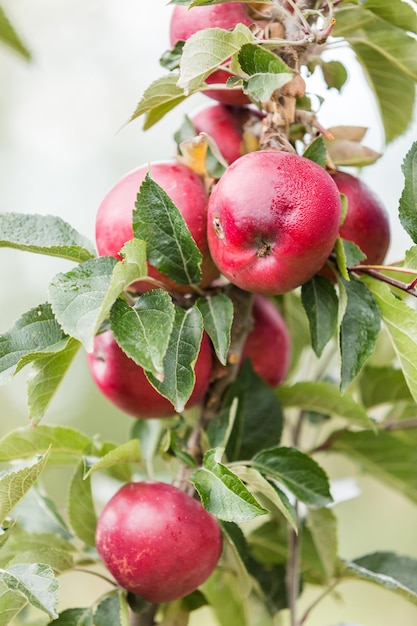 U-pick apple farm em um dia no outono.