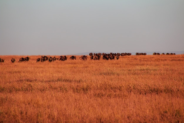 Ñu en safari en Kenia y Tanzania, África