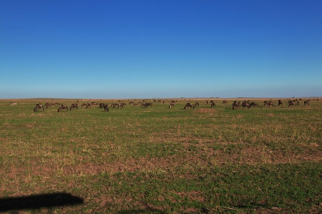 Ñu en safari en Kenia y Tanzania, África