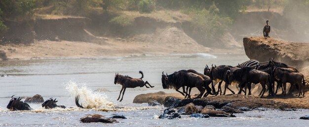 Ñu saltando al río Mara. Gran migración. Kenia. Tanzania. Parque Nacional de Masai Mara.