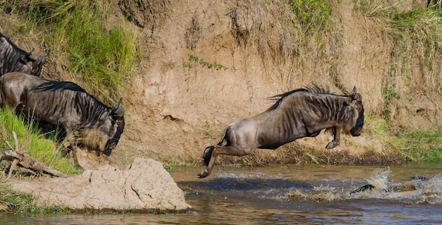 Ñu saltando al río Mara. Gran migración. Kenia. Tanzania. Parque Nacional de Masai Mara.