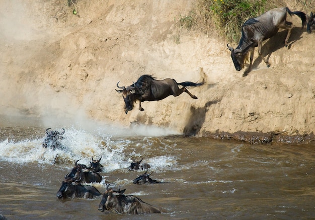 Ñu saltando al río Mara