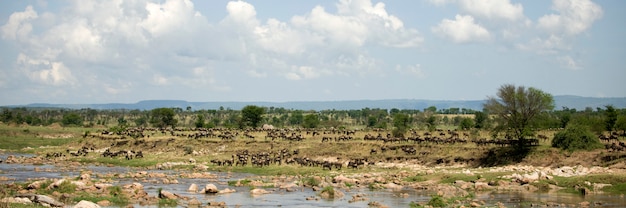 Ñu en el Serengeti, Tanzania, África