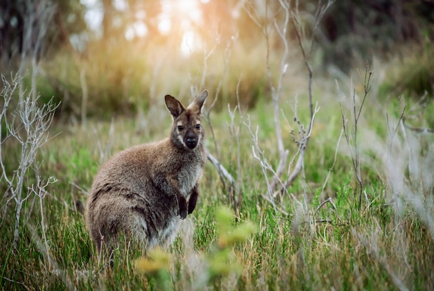 Foto ualabi selvagem na floresta em tasmânia, austrália.