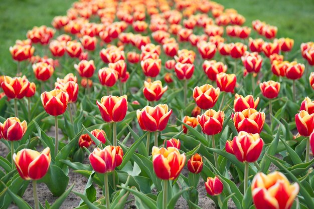 Uau Paisagem de tulipas holandesas Viagem de temporada de primavera Campo colorido de tulipas de primavera flores vibrantes multicoloridas beleza da natureza desfrutar de flores sazonais Flores multicoloridas em campo