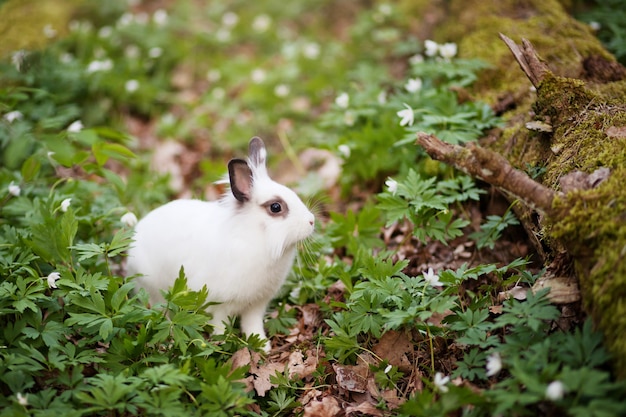 Ubicación de conejo blanco en el bosque de primavera.