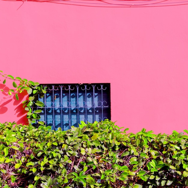 Foto ubicación de la planta colorida. plantas en concepto rosa. isla canario