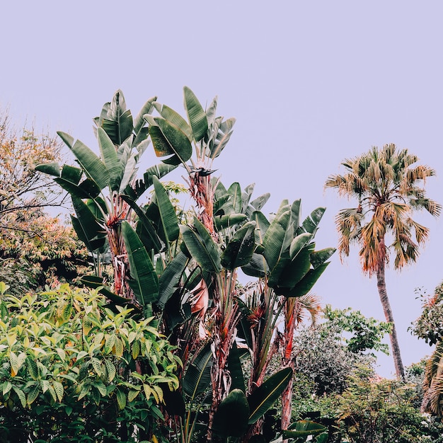 Ubicación tropical de moda. Isla canario. Vibraciones de viaje