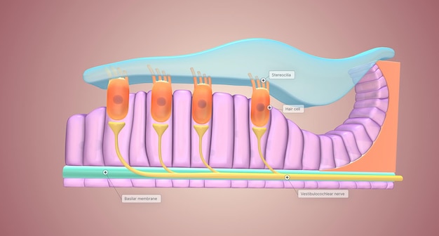 Ubicada a lo largo de la superficie inferior de la espiral coclear interna, la membrana basilar contiene muchos receptores diminutos llamados células ciliadas que reaccionan al líquido coclear en movimiento.