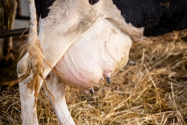 Ubre de vaca lista para ordeñar en la granja lechera