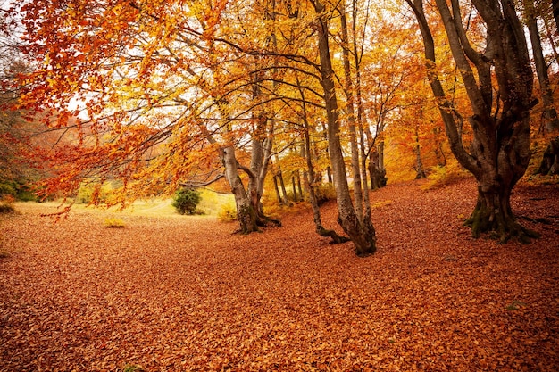 Ucrania Hermoso paisaje soleado de otoño con bosque de hojas rojas secas caídas y árboles amarillos Hermosos rayos de sol coloridos a través de las ramas de los árboles Parque Nacional Shypit Cárpatos Pylypets