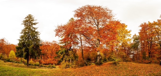 Ucrania Hermoso paisaje soleado de otoño con bosque de hojas rojas secas caídas y árboles amarillos Hermosos rayos de sol coloridos a través de las ramas de los árboles Parque Nacional Shypit Cárpatos Pylypets