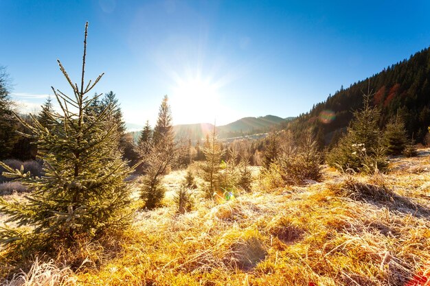 Ucrânia Maravilhosa manhã nas montanhas do outono Cordilheira dos Cárpatos Luz solar suave em clareiras e geada de abetos na grama