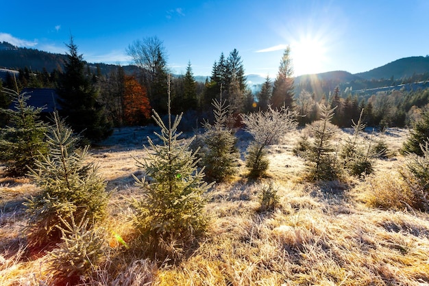 Ucrania Maravillosa mañana temprano en las montañas de otoño Cordillera de los Cárpatos Luz del sol suave en claros y abetos helados en la hierba