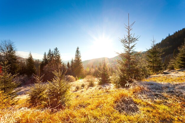 Ucrania Maravillosa mañana temprano en las montañas de otoño Cordillera de los Cárpatos Luz del sol suave en claros y abetos helados en la hierba