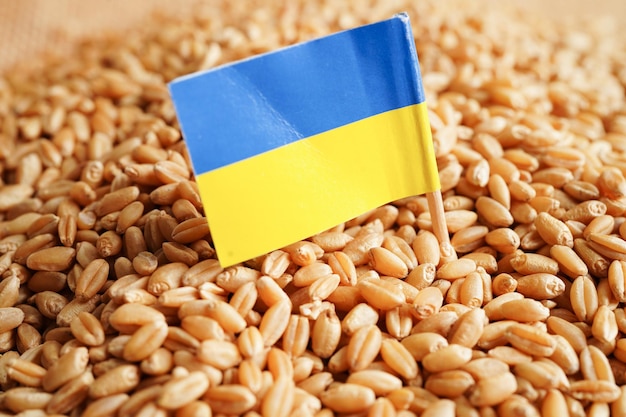Ucrania sobre el concepto de exportación y economía del comercio de trigo en grano