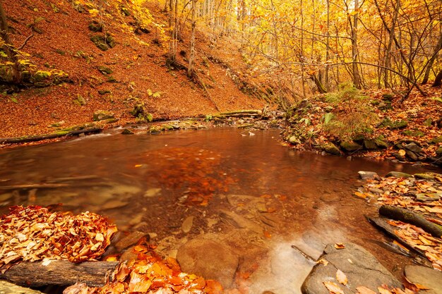Ucrania Un suave arroyo cae en cascada alrededor de rocas cubiertas de musgo rodeadas de árboles adornados con follaje otoñal en el Parque Nacional de los Cárpatos Shypit Cárpatos
