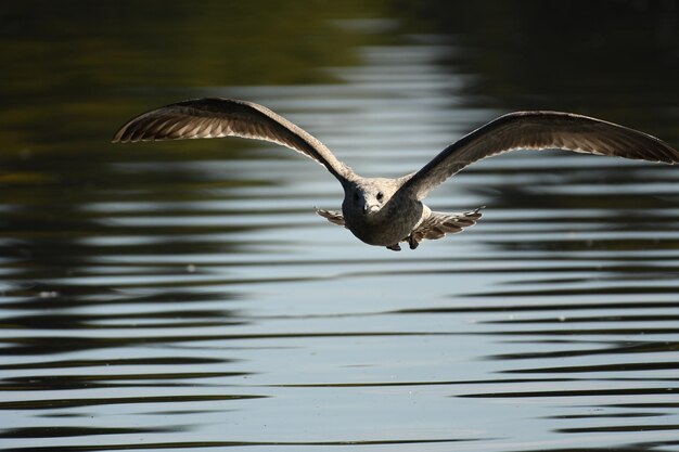 Foto Über dem see fliegen