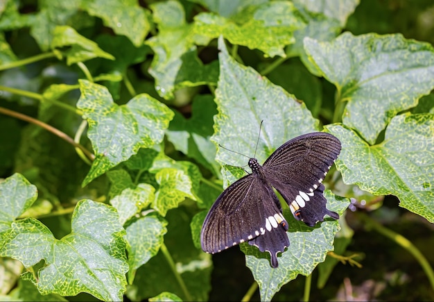 Foto Über den farbigen schmetterling am sonnigen tag