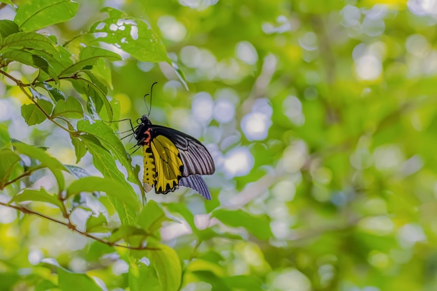 Foto Über den farbigen schmetterling am sonnigen tag