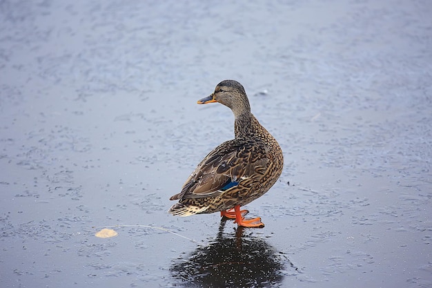 überwinternde Vögel / Vogelschwarm, Wintersee, Wildvögel am Wintersee, Saison-, Zugenten