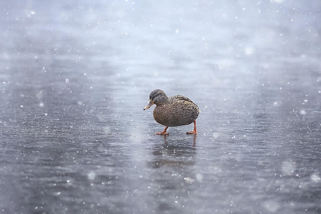 überwinternde Vögel / Vogelschwarm, Wintersee, Wildvögel am Wintersee, Saison-, Zugenten