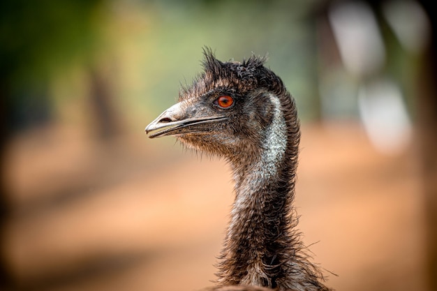 Uem fechar o zoológico