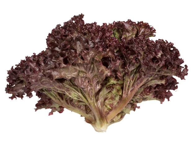 Üppige dunkelviolette Salatblätter
