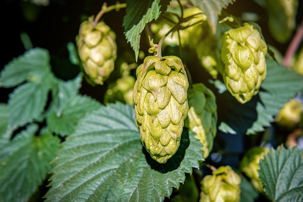 Üppige Hopfenzapfen mit Blättern