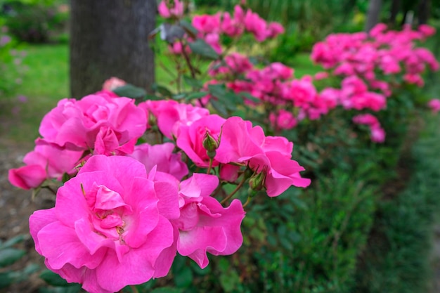 Foto Üppige orangefarbene rosen schöne blütenblumen büsche aus chinesisch oder tee rosa hagebutte schöne blütenblume am sonnigen sommertag gartenarbeit floristik landschaftsbaukonzept