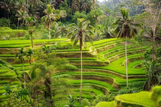 Üppige Reisfeldplantage auf der Insel Bali Indonesien