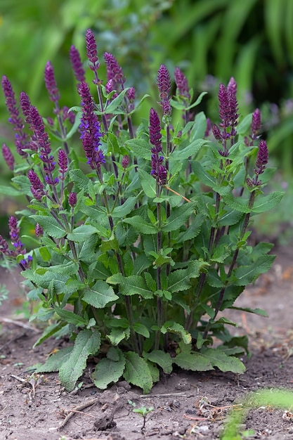 Üppiger busch von lila salbei, der im garten wächst