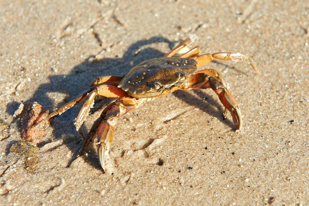 Foto uferkrabbe carcinus maenas