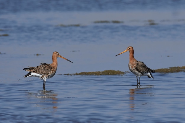 Uferschnepfe (Limosa limosa)