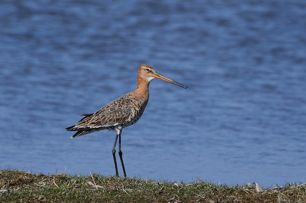 Foto uferschnepfe (limosa limosa)