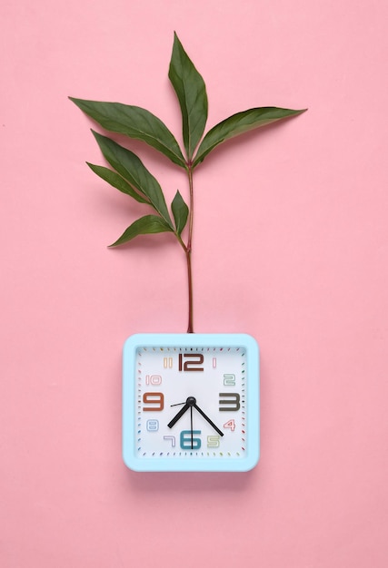 Uhr mit gekeimter Grünpflanze auf rosa Hintergrund Natürliches Öko-Konzept
