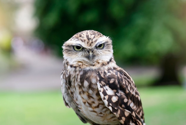 Uhu mit einem lustigen Blick auf die Kamera, Nahaufnahme Schuss des niedlichen wilden Vogels mit der verschwommenen Natur