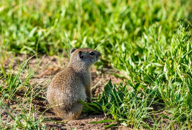 Uinta Erdhörnchen