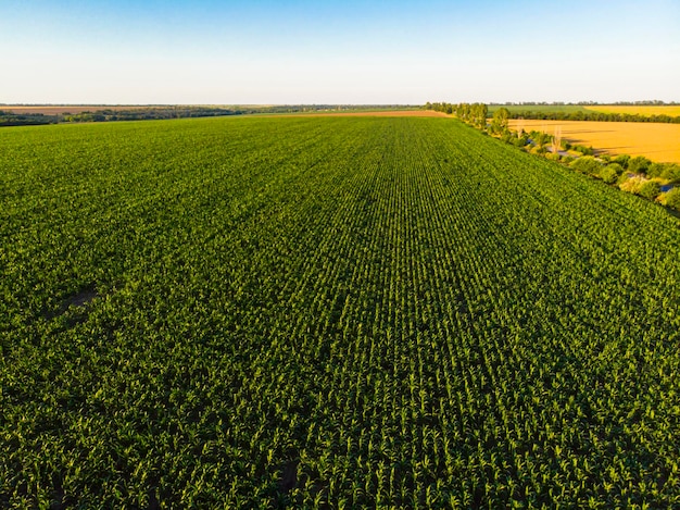 Ukraine. Draufsicht auf die grüne Wiese. Drohne. Luftaufnahme