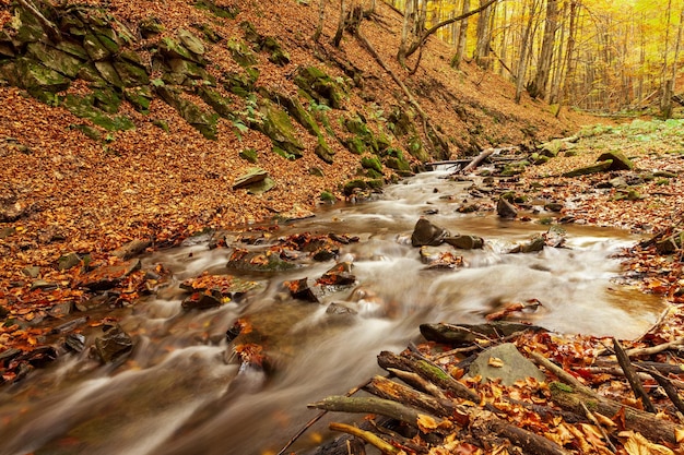 Ukraine Ein sanfter Strom kaskadiert um moosbedeckte Felsen, umgeben von Bäumen, die mit Herbstlaub geschmückt sind, im Karpaten-Nationalpark Shypit-Karpaten
